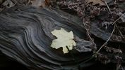 PICTURES/Oak Creek Canyon In October/t_Artsy Leaf on Log.JPG